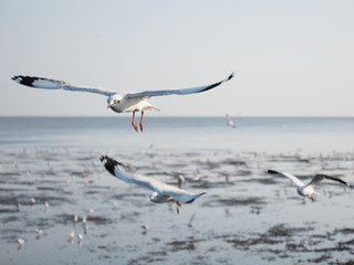 Fototapeta na wymiar Flock of seagulls flying over sea
