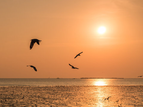Beach and seagulls in sunset