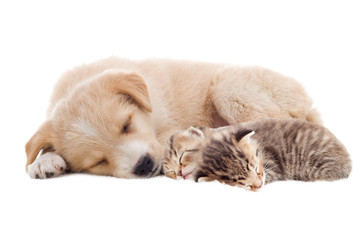 beige puppy and kittens sleeping