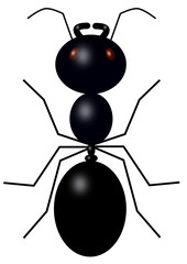 black ant