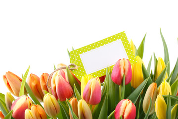 Tulpen Freisteller mit Karte