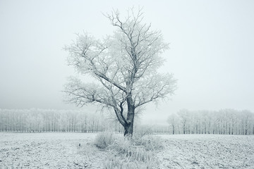 lonely tree in a field frosted frosty winter landscape