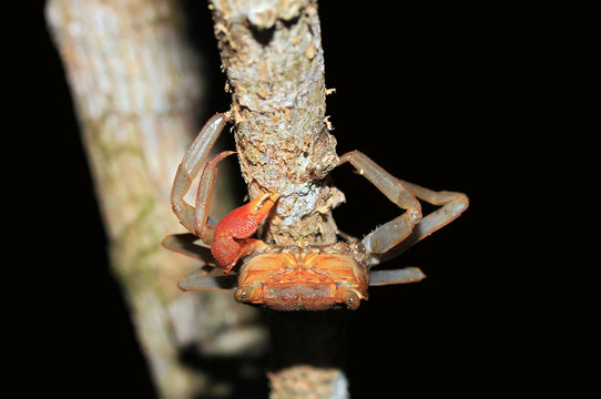 Rainforest Canopy Crab Species, Drake Bay, Costa Rica