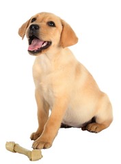 Happy Labrador Puppy