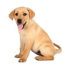 Adorable Labrador Puppy with Pink Tongue