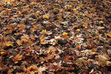 texture of yellow leaves on the ground park maples