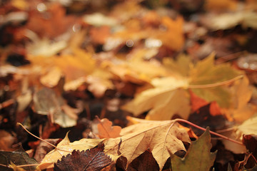 texture of yellow leaves on the ground park maples