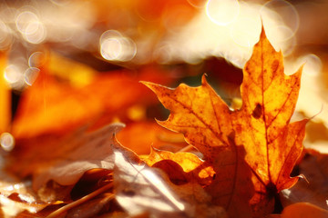 Fototapeta na wymiar texture of yellow leaves on the ground park maples