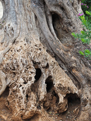 Detailaufnahme eines alten Olivenbaumes
