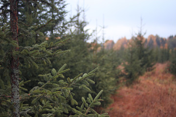 landscape autumn forest