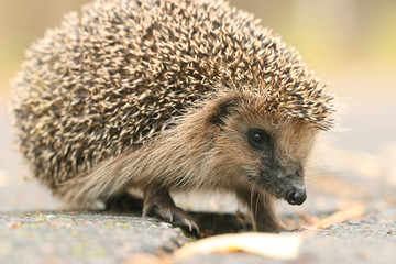 hedgehog close-up portrait