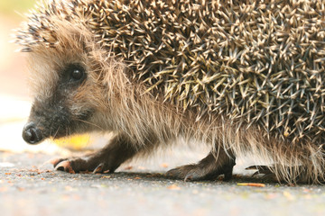 hedgehog close-up portrait