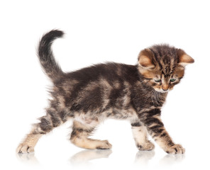 Cute kitten