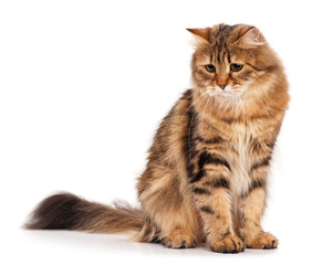 Fototapeta premium Siberian cat