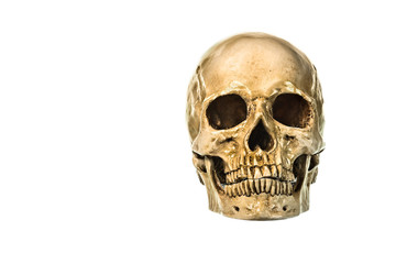 Front view of human skul