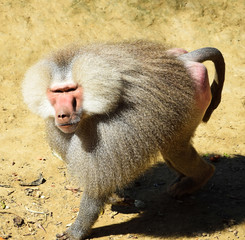 Baboon