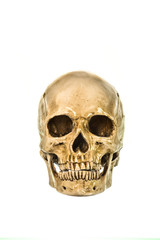 Front view of human skul