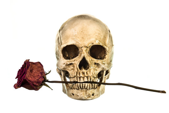 Skull with dry red rose in teeth
