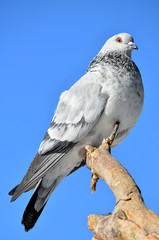 Голубь на дереве.