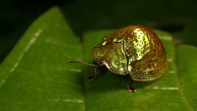 Olive whipsnake (Chironius fuscus), Ecuador