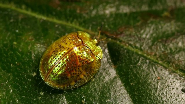 Tortoise beetle (family Chrysomelidae), Ecuador