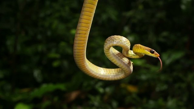 Olive whipsnake (Chironius fuscus), Ecuador