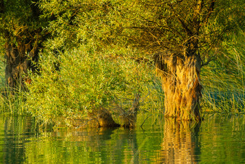 Fototapeta premium trees and lake