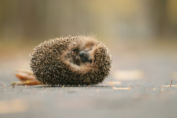hedgehog close-up portrait