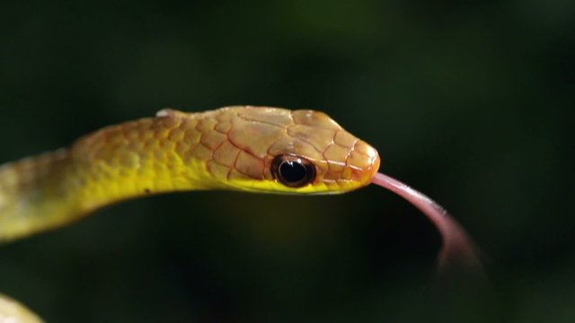 Olive whipsnake (Chironius fuscus) strikes at camera