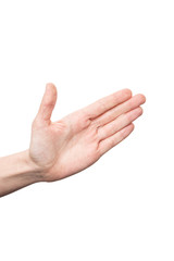 isolated palm over white