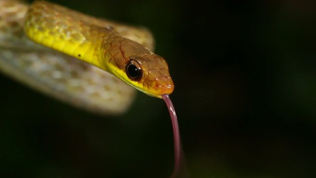 Olive whipsnake (Chironius fuscus), Ecuador