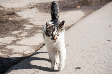 Young alley cat walking on asphalt road