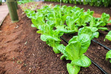 cos lettuce growing in farm