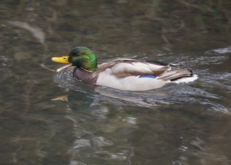 Fototapeta premium Mallard (Male)