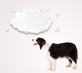 Cute border collie with empty cloud