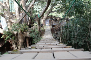 Bridge to coffee shop on big tree, Chiangmai, Thailand.