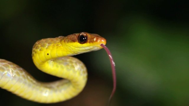 Olive whipsnake (Chironius fuscus), Ecuador