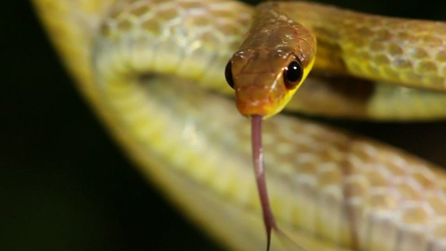 Olive whipsnake (Chironius fuscus), Ecuador