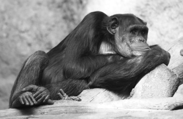 träumender Schimpanse