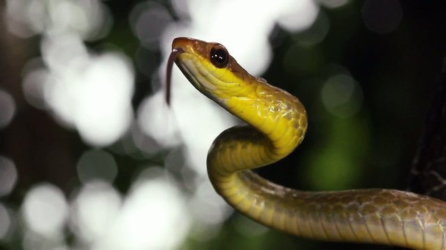 Olive whipsnake (Chironius fuscus), Ecuador