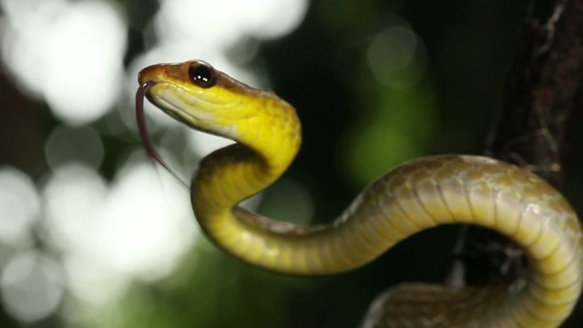 Olive whipsnake (Chironius fuscus), Ecuador