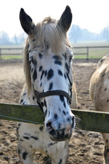 portret white horse in fall