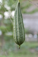 Fresh luffa gourd plant closeup.