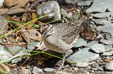 Whimbrel