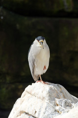 Black-Crowned Night-Heron
