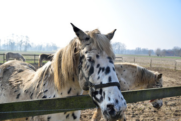 portret white horse in fall © tomikk