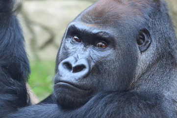 Gorilla Portrait