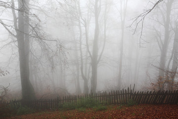 Autumn beech forest in the fog on the slopes