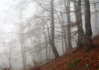 Autumn beech forest in the fog on the slopes