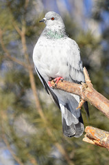 Птица на ветке.